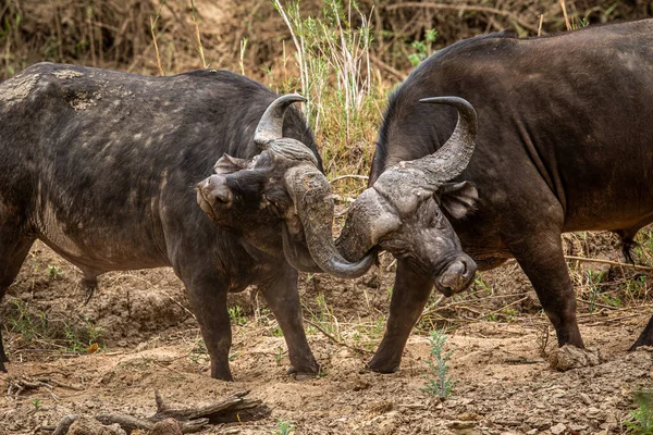 Two African Buffalo Bulls Fighting Kruger National Park South Africa 로열티 프리 스톡 사진