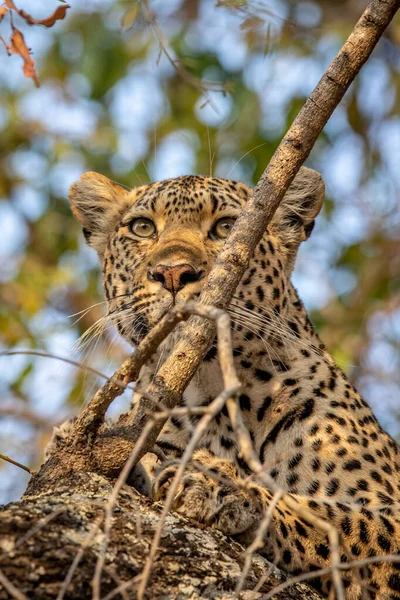 Närbild Leopard Ett Träd Kruger National Park Sydafrika Stockbild