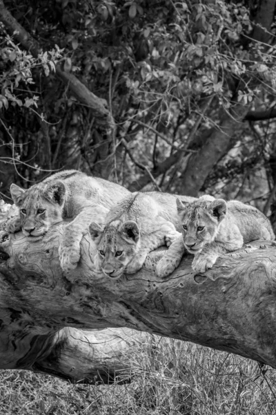 Lion Cubs Sitting Fallen Tree Black White Kruger National Park 로열티 프리 스톡 사진