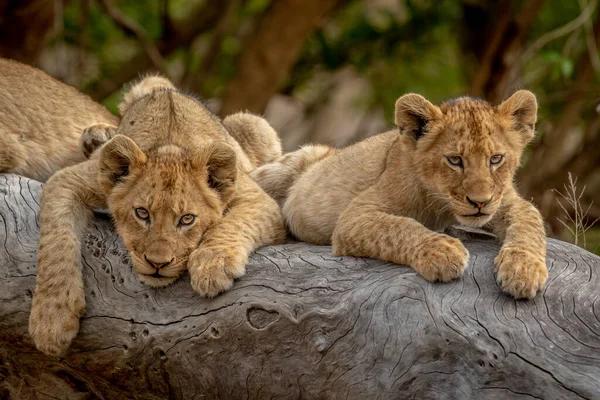 Lion Cubs Sitting Fallen Tree Kruger National Park South Africa 스톡 사진