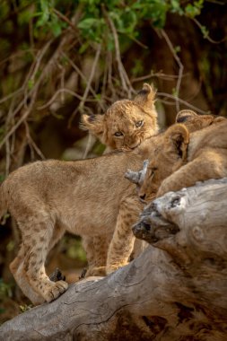 Güney Afrika 'daki Kruger Ulusal Parkı' nda devrilmiş bir ağaçta oturan aslan yavruları..