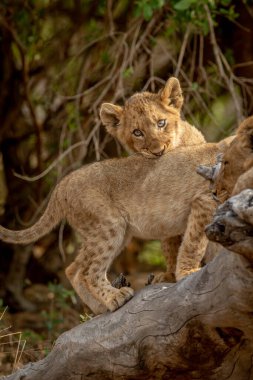 Güney Afrika 'daki Kruger Ulusal Parkı' nda devrilmiş bir ağaçta oturan aslan yavruları..