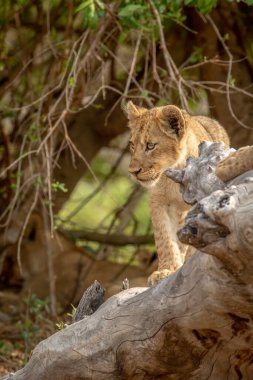 Güney Afrika 'daki Kruger Ulusal Parkı' nda devrilmiş bir ağaçta oturan aslan yavruları..