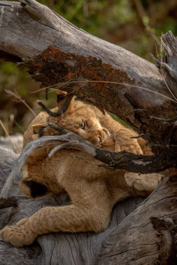 Güney Afrika 'daki Kruger Ulusal Parkı' nda devrilmiş bir ağaçta oturan aslan yavruları..
