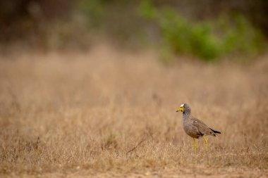 Güney Afrika 'daki Kruger Ulusal Parkı' nın çimlerinde kanat çırpıyordu..
