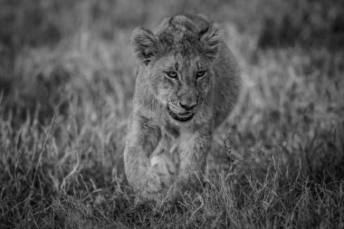 Genç aslan yavrusu Güney Afrika 'daki Kruger Ulusal Parkı' nda siyah beyaz çimlerde yürüyor..