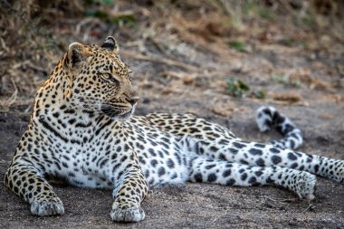 Leopar kumda yatıyor ve Güney Afrika 'daki Kruger Ulusal Parkı' nda dinleniyor..