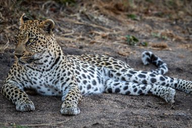 Leopar kumda yatıyor ve Güney Afrika 'daki Kruger Ulusal Parkı' nda dinleniyor..