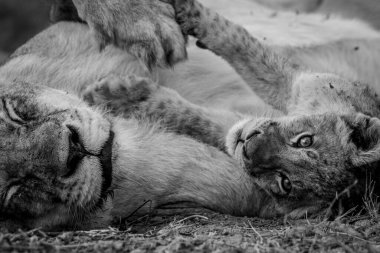 Güney Afrika 'daki Kruger Ulusal Parkı' nda siyah beyaz sarılan bir aslan yavrusunun yüzünü kapatın..
