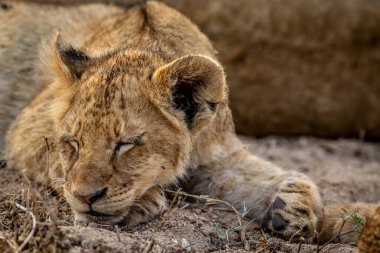 Güney Afrika 'daki Kruger Ulusal Parkı' nda bir aslan yavrusunun yüzünü kapatın..