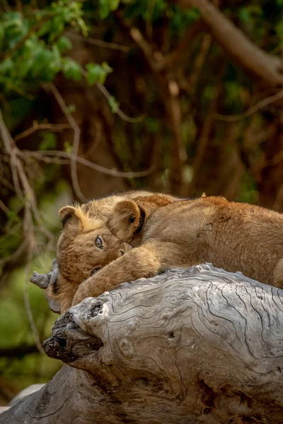 Lion Cubs Sitting Fallen Tree Kruger National Park South Africa — стоковое фото