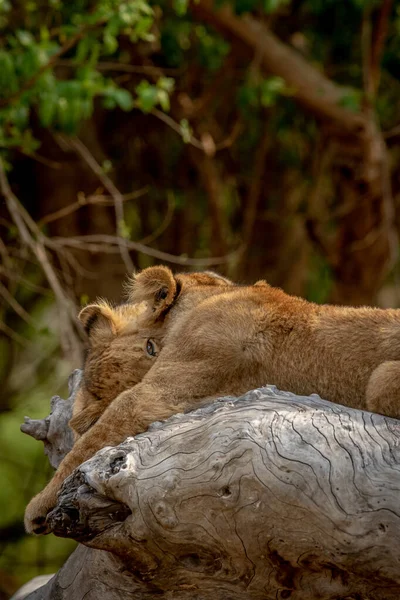 Левові Малята Сидять Поваленому Дереві Національному Парку Крюґер Пар — стокове фото