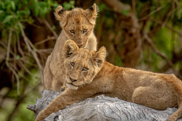 Lion Cubs Sitting Fallen Tree Kruger National Park South Africa — Stock Photo, Image