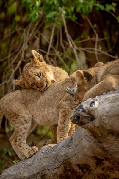南アフリカのクルーガー国立公園の倒木に座っているライオンの赤ちゃん — ストック写真