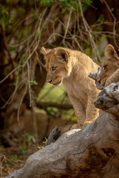 Lions Louveteaux Assis Sur Arbre Tombé Dans Parc National Kruger — Photo