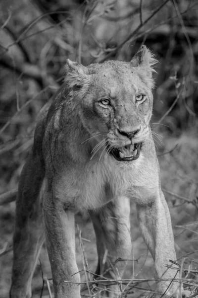 在南非克鲁格国家公园 一只黑白相间的吼叫的狮子的近身 — 图库照片