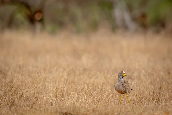 Güney Afrika Daki Kruger Ulusal Parkı Nın Çimlerinde Kanat Çırpıyordu — Stok fotoğraf