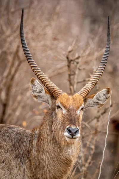 Närbild Man Waterbuck Med Stora Horn Kruger National Park Sydafrika — Stockfoto