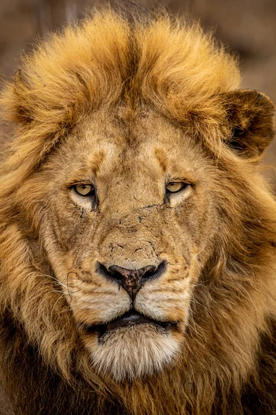 在南非克鲁格国家公园 一只漂亮的雄狮正接近它的脸 — 图库照片