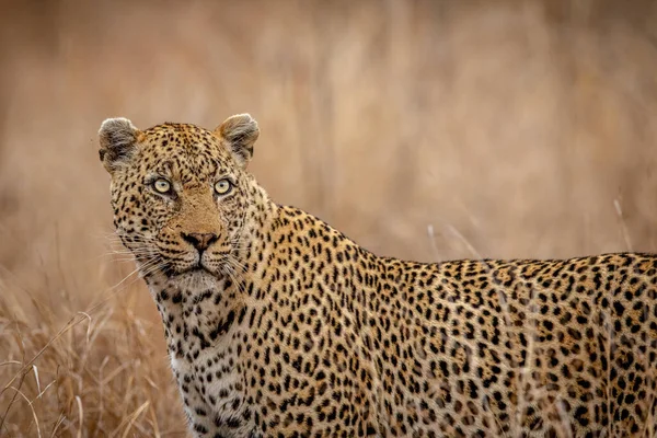 Primer Plano Leopardo Protagonista Parque Nacional Kruger Sudáfrica — Foto de Stock