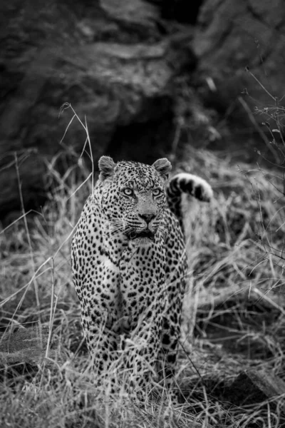 Μεγάλο Αρσενικό Leopard Στέκεται Στο Θάμνο Μαύρο Και Άσπρο Στο — Φωτογραφία Αρχείου