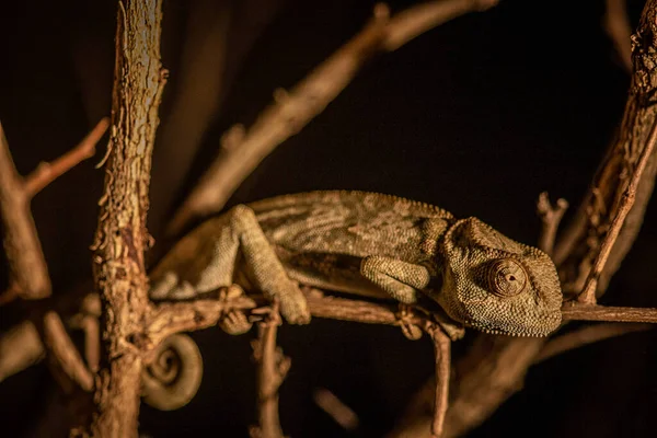 Flap Necked Kameleon Zittend Een Tak Het Kruger National Park — Stockfoto
