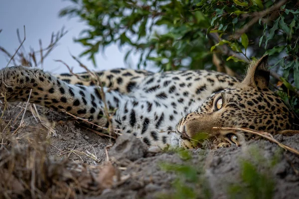 Detailní Záběr Ženského Leoparda Spícího Termitské Hoře Národním Parku Kruger — Stock fotografie