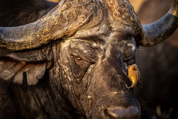 Detailní Záběr Starého Afrického Buvola Oxpeckerem Národním Parku Kruger Jižní — Stock fotografie