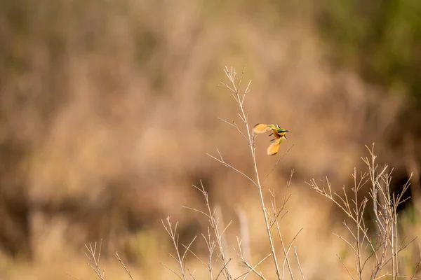 Little Bee Eater Flying Away Kruger National Park South Africa — стоковое фото