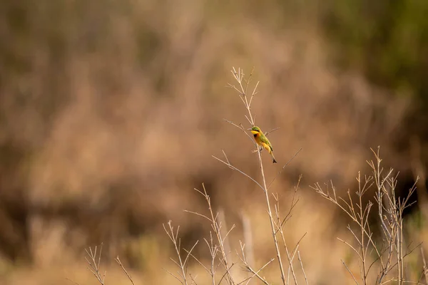Λίγο Μελισσοφάγος Κάθεται Ένα Κλαδί Στο Kruger National Park Νότια — Φωτογραφία Αρχείου