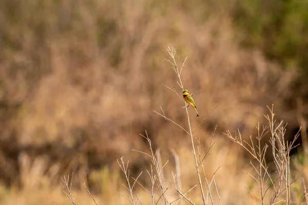 Pequeno Comedor Abelhas Sentado Uma Filial Parque Nacional Kruger África — Fotografia de Stock