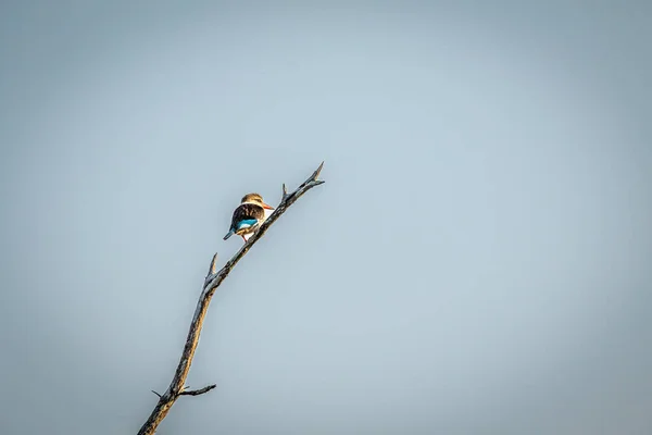 Pescador Rei Capuz Marrom Sentado Uma Filial Parque Nacional Kruger — Fotografia de Stock