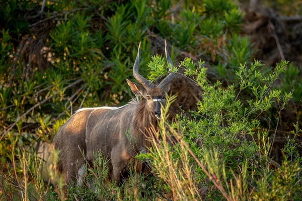Bushbuck Piedi Protagonista Della Fotocamera Nel Parco Nazionale Kruger Sud — Foto Stock