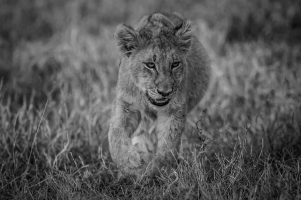 Mladé Lví Mládě Procházející Trávě Černobílém Národním Parku Kruger Jižní — Stock fotografie