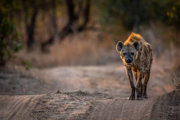 Gespot Hyena Weg Naar Camera Het Kruger National Park Zuid — Stockfoto