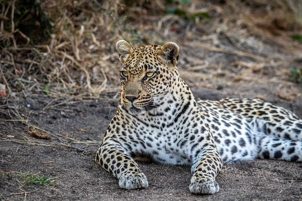 Leopar kumda yatıyor ve Güney Afrika 'daki Kruger Ulusal Parkı' nda dinleniyor..