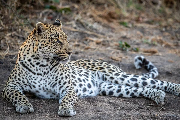 Leopardo Deitado Areia Relaxante Parque Nacional Kruger África Sul — Fotografia de Stock