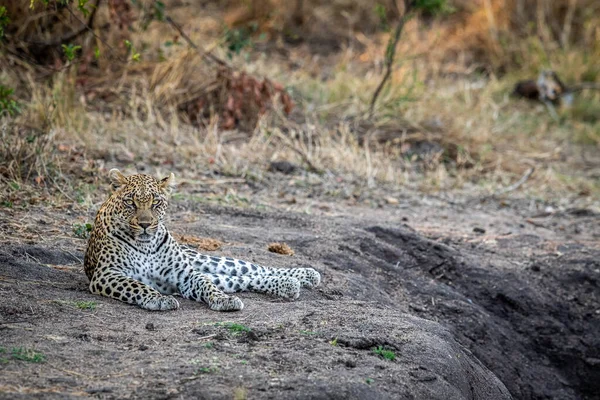 Leopárd Feküdt Homokban Pihentető Kruger Nemzeti Park Dél Afrika — Stock Fotó