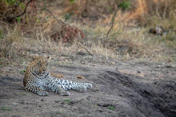 Léopard Étendu Dans Sable Relaxant Dans Parc National Kruger Afrique — Photo