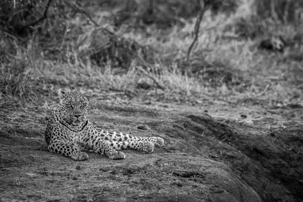 Leopardo Sdraiato Nella Sabbia Rilassante Bianco Nero Nel Kruger National — Foto Stock