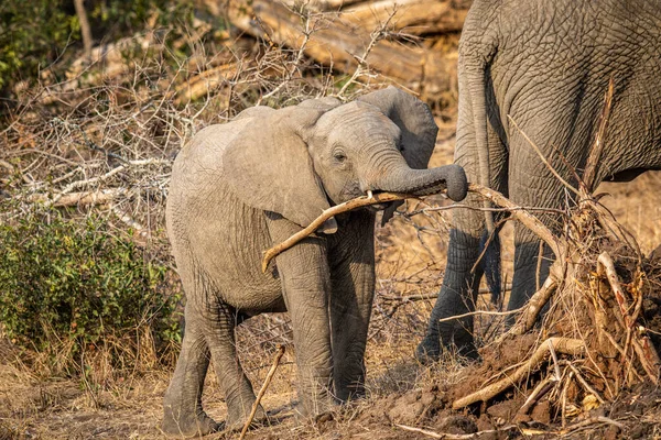 南アフリカのクルーガー国立公園の枝で遊んでいる赤ちゃん象の子牛 — ストック写真