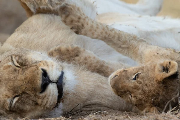 南アフリカのクルーガー国立公園でライオンの赤ちゃんの顔の抱っこを閉じる — ストック写真