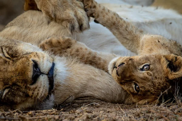 Close Lion Cub Face Cuddling Kruger National Park South Africa — стоковое фото