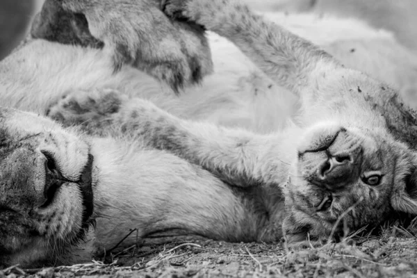 Gros Plan Visage Ourson Lion Câliné Noir Blanc Dans Parc — Photo