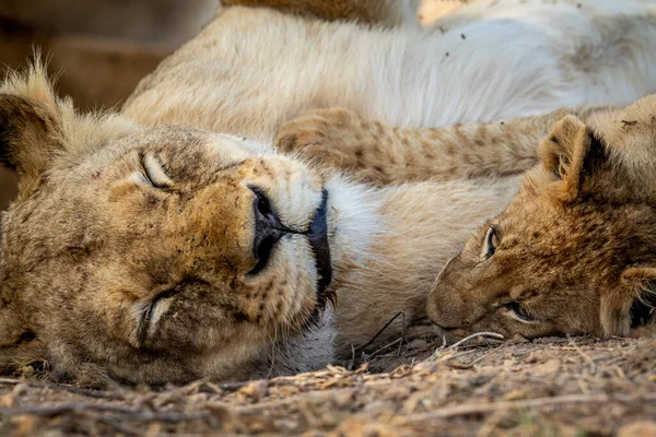 Acercamiento Cara Cachorro León Abrazándose Parque Nacional Kruger Sudáfrica — Foto de Stock