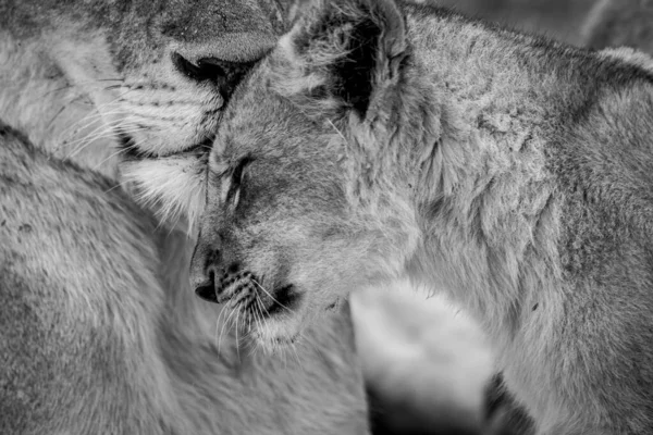 Close Lion Cub Face Cuddling Black White Kruger National Park — стоковое фото