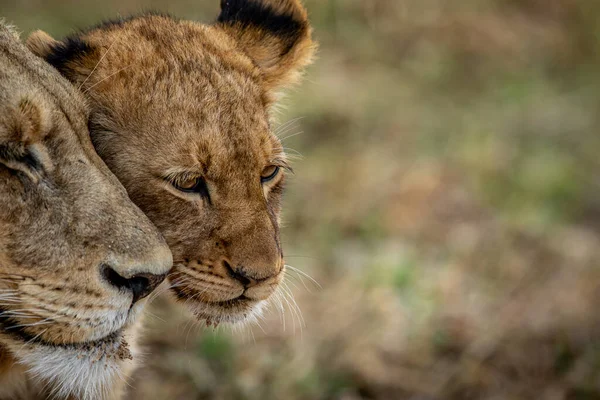 Detailní Záběr Tvář Lvího Mláděte Mazlícího Krugerově Národním Parku Jižní — Stock fotografie