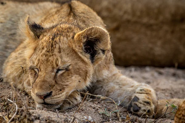 Close Van Een Leeuwenwelp Het Kruger National Park Zuid Afrika — Stockfoto