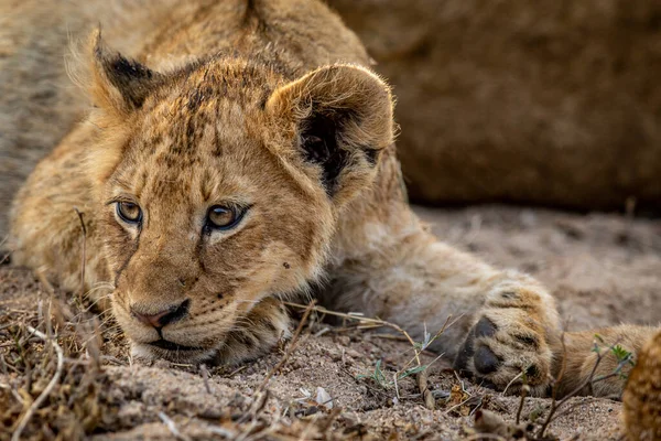 Nahaufnahme Des Gesichts Eines Löwenjungen Kruger Nationalpark Südafrika — Stockfoto