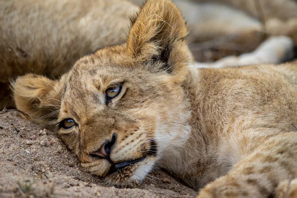 Close Rosto Filhote Leão Parque Nacional Kruger África Sul — Fotografia de Stock